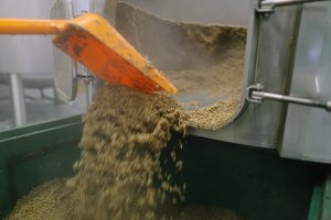 scooping out the spent grain from the mash tun